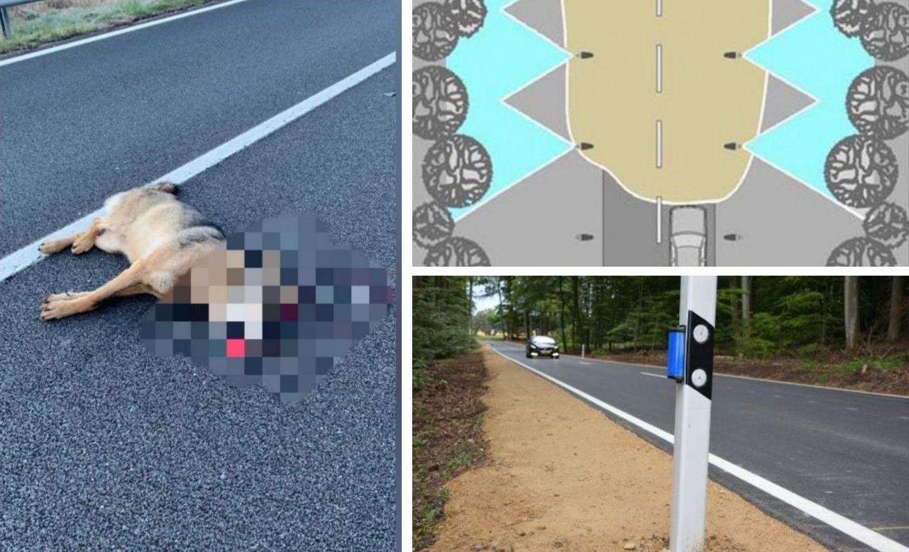 Copertina per Animali selvatici investiti a Gorizia, idea riflettori anti-attraversamento